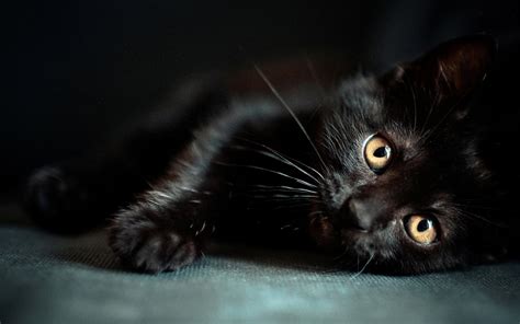 Black Cat .